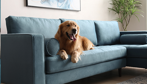 sofa with pet-friendly fabric
